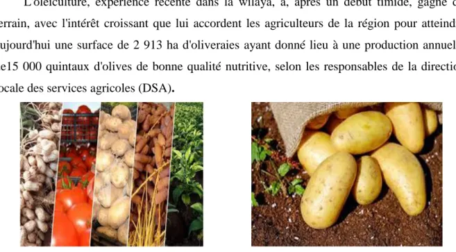 Figure N°05 :Agriculture de la région d’el-oued souf 