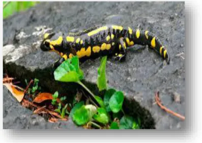 Figure N° 02 : La Salamandre tachetée (Salamandra salamandra) (Aubonnet et al, 2011)  I-4-2-Les Anoures : 