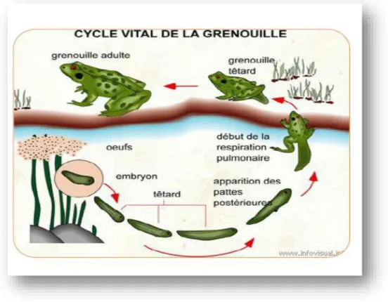 Figure N° 9 : Cycle de vie d'un Amphibien (grenouille) .  I-9-4-Régimes Alimentaires  