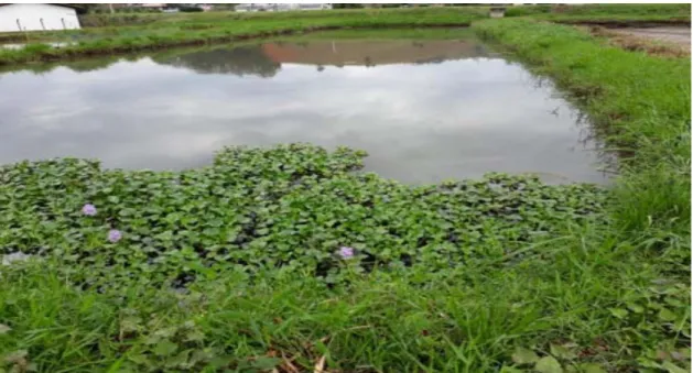Figura 1.  Plantas aquáticas que atuam na diminuição da carga orgânica do efluente  gerado pelo setor de aquicultura do IFES – Campus de Alegre