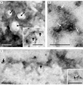 Figure 3. TEM images of hydrogels formed from dendrimer solutions in water: TG2@10% Glc (a,b), PG2@10% Glc (c)