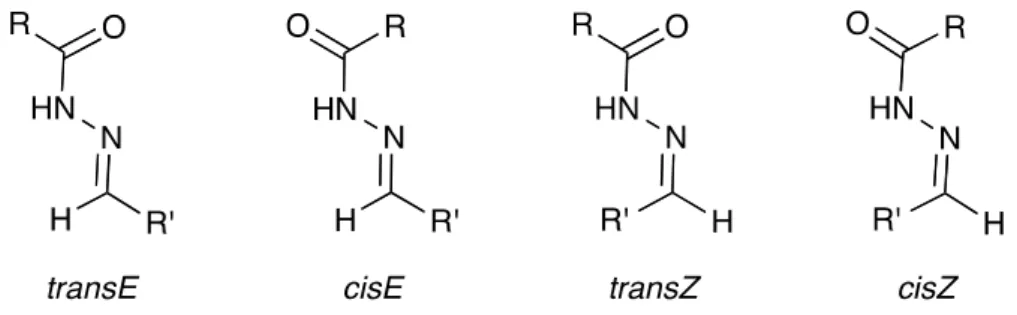 Figure 3. E/Z-configurational isomers and cis/trans amide conformers for N-acylhydrazones