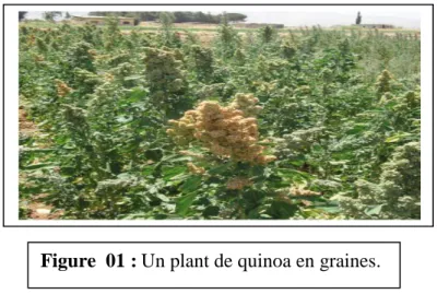 Figure  01 : Un plant de quinoa en graines. 