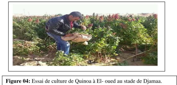 Figure 04: Essai de culture de Quinoa à El- oued au stade de Djamaa. 
