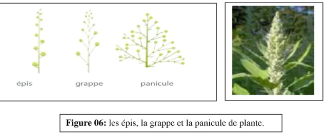 Figure 06: les épis, la grappe et la panicule de plante. 