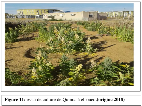 Figure 11: essai de culture de Quinoa à el 'oued.(origine 2018) 