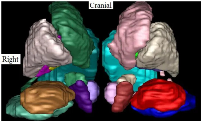 Figure 2. Anterior 3D view of the based-MRI template segmentation. From the midline to the left, and  from caudal to cranial, we see the red nucleus (light pink), substantia nigra (dark red), the subthalamic  nucleus (white), caudate nucleus (pink), thalam