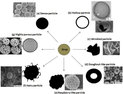 Fig. 1. A schematic representation of the possible particle morphologies obtained from the drying of a droplet: (a) dense core, (b) hollow core, (c) wrinkled particle, (d) doughnut- doughnut-like particle, (e) raspberry-doughnut-like particle, (f) hairy pa