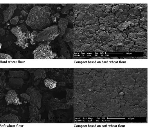 Fig. 4. Microstructural characterization by scanning electron microscopy of powders and compacts based on hard wheat flour and soft wheat flour (equilibrated at 0% RH).