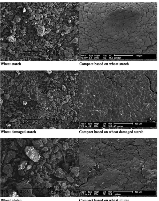 Fig. 5. Microstructural characterization by scanning electron microscopy of powders and compacts based on the wheat starch, damaged starch, or gluten (equilibrated at 0% RH).