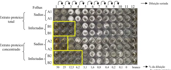 FIGURA 3. Resultado da microdiluição seriada, obtido a partir dos extratos proteicos totais A1 e B1 e dos  extratos  concentrados  A2  e  B2