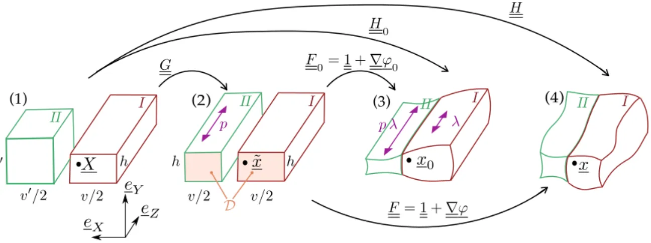 Figure 5.1: The 3D hyper-elastic model: (1) natural configuration, (2) pre-stretched configuration, (3) cylindrically invariant solution with mismatch stretch p and mean imposed stretch λ, (4) buckled configuration.