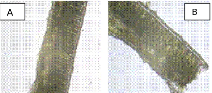 Tabela 3 – Espessura de Parênquima Paliçádico  em plantas de Manihot esculenta, em diferentes  níveis de luz