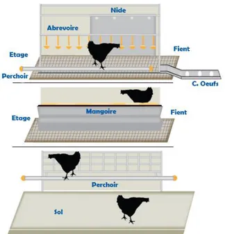 Figure 06 : Système cage conventionnel de poule pondeuse (UEP, 2017) 