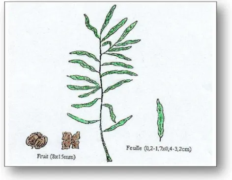 Fig  11:  Dessiner schématique du plante Atriplex canescens (Mâalem, 2002) 