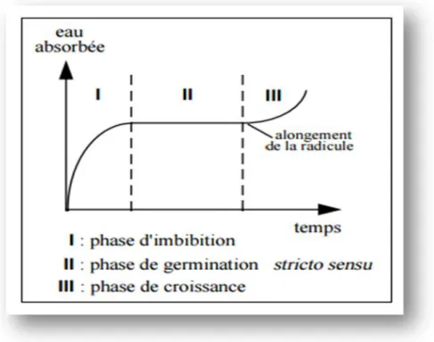 Fig 13: Courbe théorique d'imbibition d'une semence (Come, 1975).