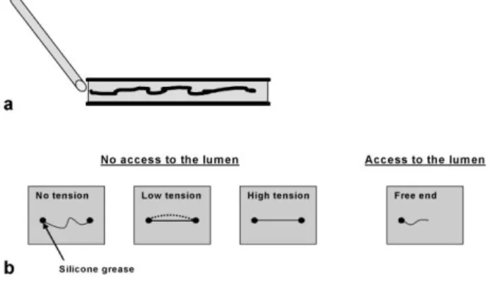 Figure  2.  Experimental  assembly  for  derivatization  experiments:  (a)  arrangement  for  derivatizating  fibres without tension (fibres were simply placed in a random manner in the container with the chemical  reagents)  and  (b)  with  tension  (fibr