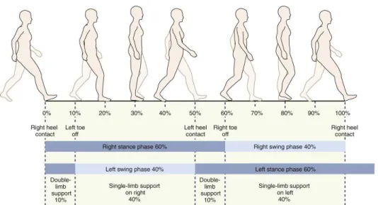 Figure  8 :  Tiré  de  Neumann,  Donald  A.  Kinesiology  of  the  Musculoskeletal  System: 