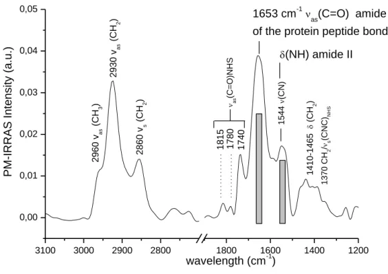 Figure 7.  PM-IRRAS analysis of the planar waveguides functionalized after reaction with  MUA, NHS/EDC and avidin