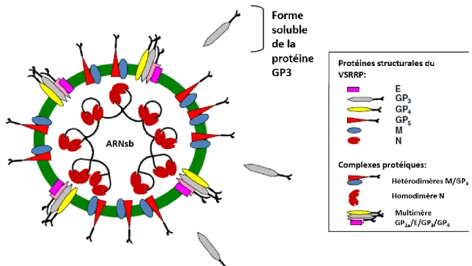 Figure 1.  Représentation  schématique  d’une  particule  virale  du  VSRRP  avec  l’ARN  simple  brin  (sb)  et  les  protéines  structurales  le  composant
