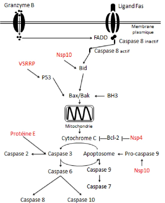 Figure 5.  Représentation de la voie de signalisation de l’apoptose par l’activation des caspases  et  l’impact  de  certaines  protéines  du  VSRRP  sur  cette  voie