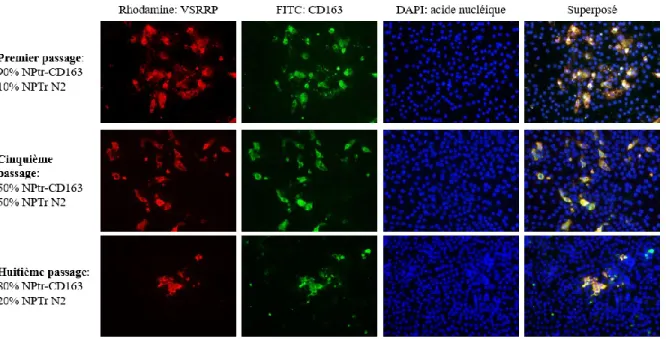 Figure 8.  Triple-marquage  par  IFA  des  premier,  cinquième  et  huitième  passages  avec  des  changements de 10% moins de cellules sans récepteur CD163 entre chaque passage  par IFA