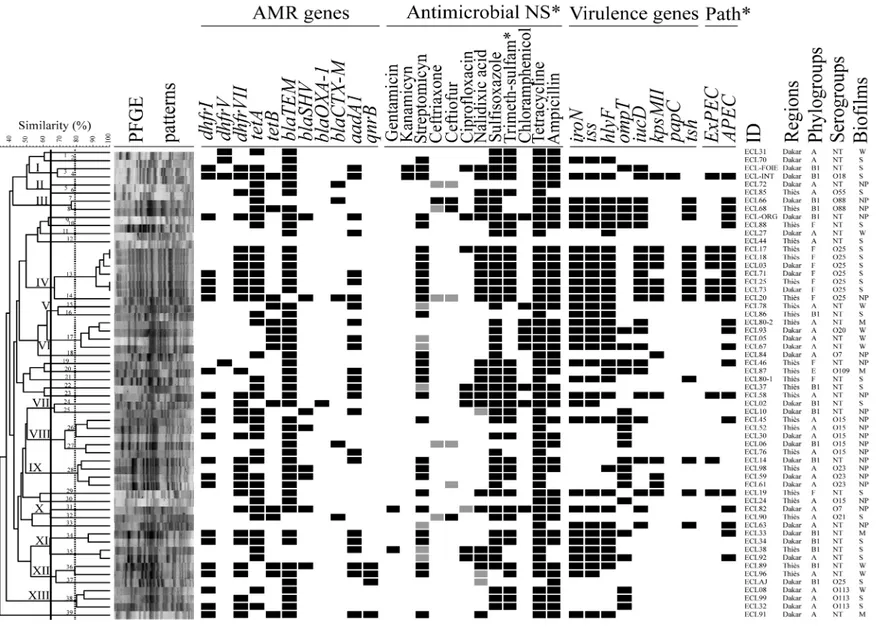 Figure 1. Results of clustering analysis of 58 Escherichia coli isolated from diseased chickens in Senegal