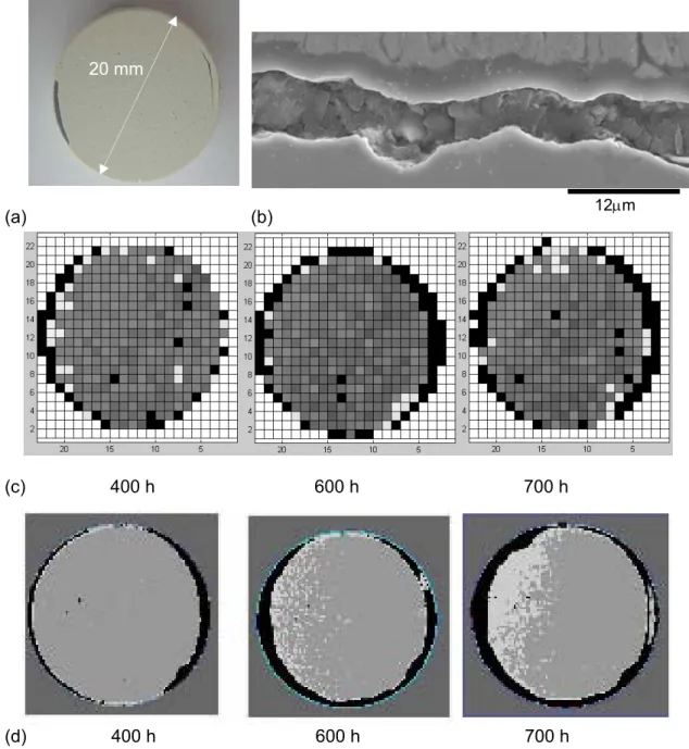 Figure 3 Typical damaged area maps measured in the current TBC system (2466  MCrAlY bond coat, EBPVD YSZ on a CMSX4 substrate): (a) photograph of a coated  20 mm diameter test sample after 700 h test at 1000  0 C, (b) typical SEM micrograph  of a failing T