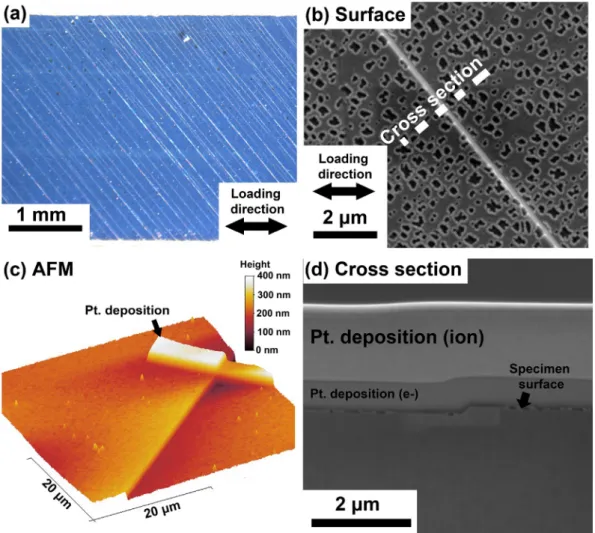Fig. 6. Slip band formation during plastic deformation in a single crystal of nickel base superalloy: (a) optical image of the entire width of the in-situ tensile specimen after macroscopic deformation to 2.5% (b)