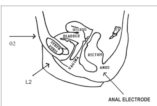 Figure 2.    Diagrammatic  representation qf'a  median sagittal section  through  the  }i'male pelvis