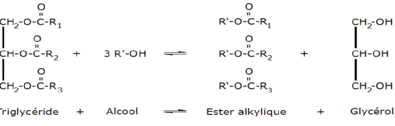 Figure III-3: équation de la transestérification de l’huile par l’alcool. 