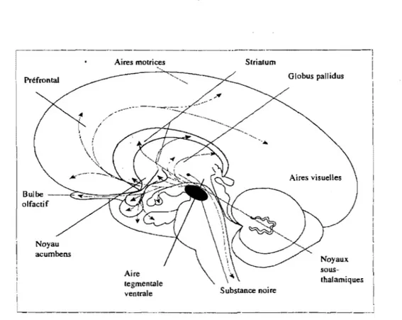 Figure 2a.  Projections DAergiques. (Adapté de Concurrent Alcohol and Tobacco Dependance,  www.pubs.niaaa.nih.gov) 