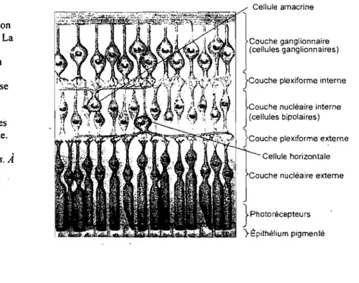 Figure 4.  Organisation  laminaire de  la rétine.  La  lumière traverse  les  différentes couches en  pénétrant par les  photorécepteurs pour se  rendre aux cellules  ganglionnaires