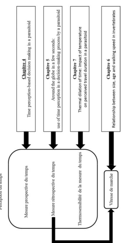 Figure I-1: Schéma de l’organisation de la thèse. Les thèmes principaux abordés dans cette  thèse dans se trouvent dans la colonne de gauche et les chapitres correspondants dans la  colonne de droite