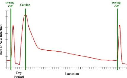 Figure 5.  Incidence of new intramammary infection during the dry period and  lactation 