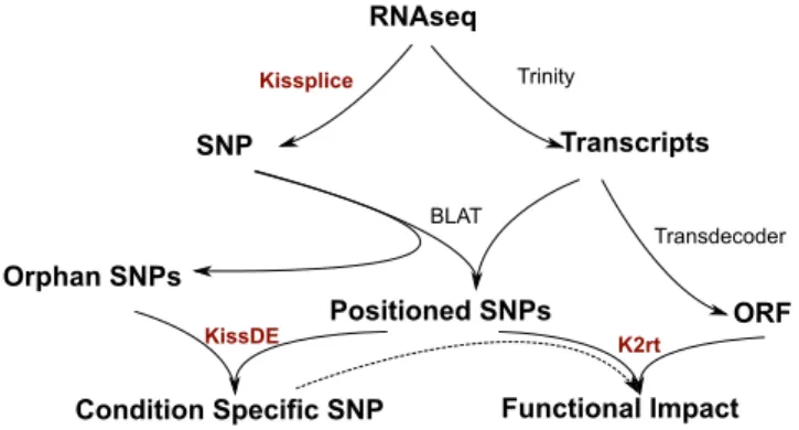 Figure 1. With fasta / fastq input from an RNA-seq experiment, SNPs are found by K IS S PLICE without using a reference