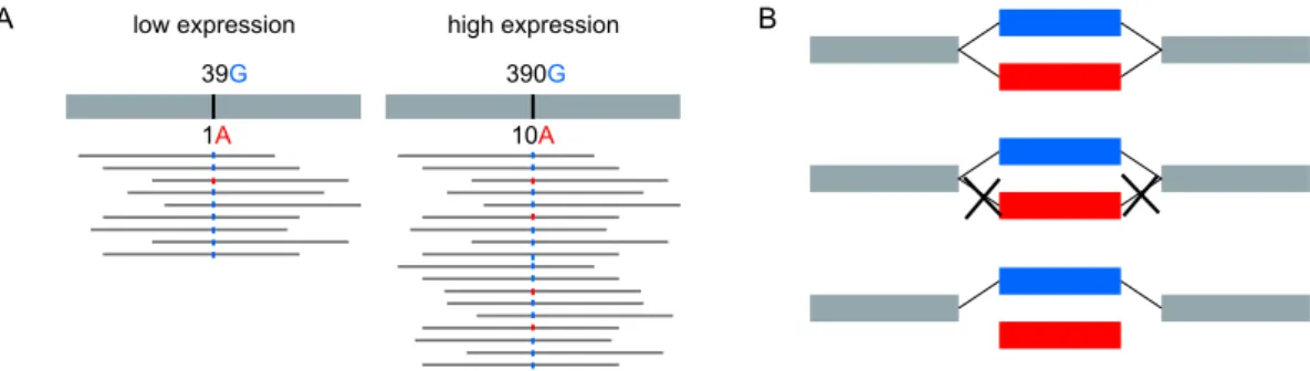 Figure 3. Sequencing errors and rare variants generate bubbles in DBGs with very unbalanced path coverage