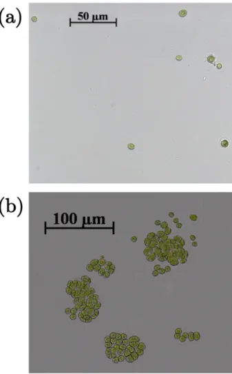 Fig. 1. Micrographs of B. braunii grown for this study as (a) single cells (Culture A) and (b) colonies resembling fractal aggregates (Culture B).