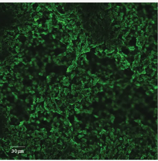 Figure 1: Confocal laser scanning microscopic image of a biofilm of Actinobacillus  pleuropneumoniae, an important bacterial swine pathogen