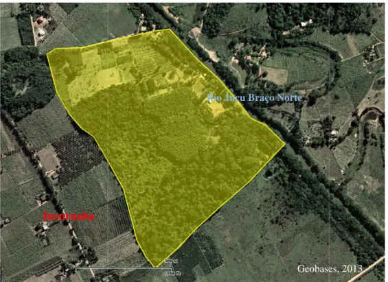 Ilustração da área do Sistema Agroflorestal composto por Pau-Brasil e Seringueira.