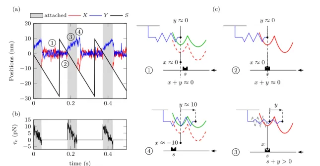 Fig. 8 Behavior of a single myosin head under steady-state shortening ˙ s = − 0 . 2 µ m s −1 