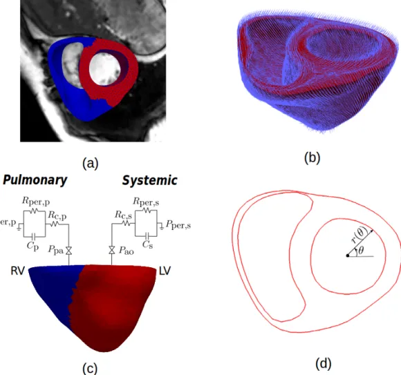 Figure 1: (a) 3D Biventricular geometry reconstructed from MR images with LV and RVFW material regions