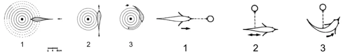 Figure 1. Probing Motor Acts (PMA) that fish use during object inspection: (1) Stationary probing