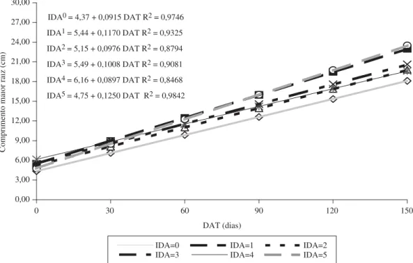 Figura 8. Estimativa do comprimento da maior raiz das mudas do abacaxizeiro cv. Gold em função dos dias após transplantio  (DAT) para as respectivas idades de retirada da casa de vegetação (IDA).