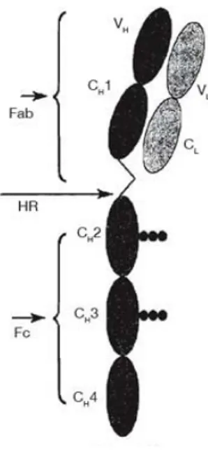 Figure 2 : Structure moléculaire de l'anticorps IgY   (adapté d'après Chalghoumi R. et al