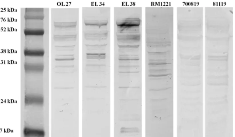 Figure 4: Western blot analysis of EYP IgYs recognition to total proteins of   Homologous and Heterologous strains  