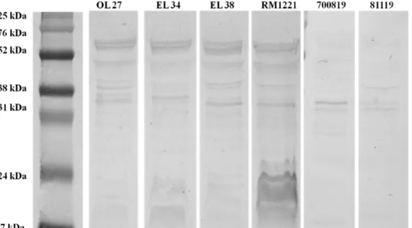 Figure 5: Western blot analysis of EEYP IgYs recognition to total proteins of   Homologous and Heterologous strains  