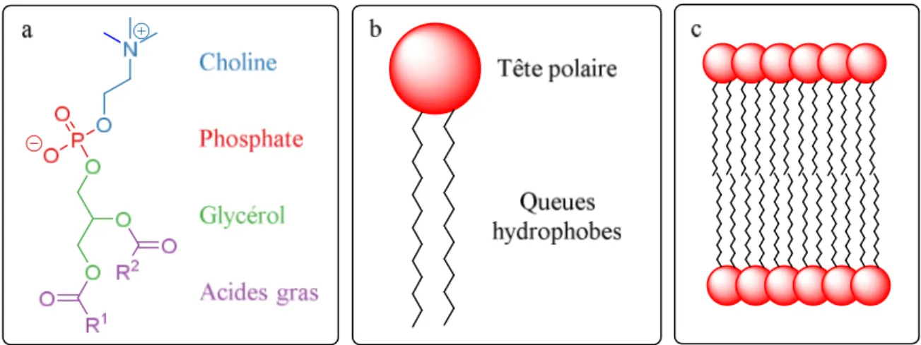 Figure  1.9  Exemple  d’un  phospholipide :  a)  la  phosphatidylcholine,  b)  schématisation  générale d’un phospholipide, c) schéma d’une bicouche de phospholipides