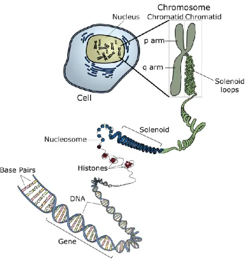 Figure  1.  Structure  détaillée  des  chromosomes  dans  le  noyau  de  la  cellule :  des  constituants de la chromatine jusqu’aux paires de bases de l’ADN (Courtesy: National  Human Genome Research Institute https://www.genome.gov/ [5]).