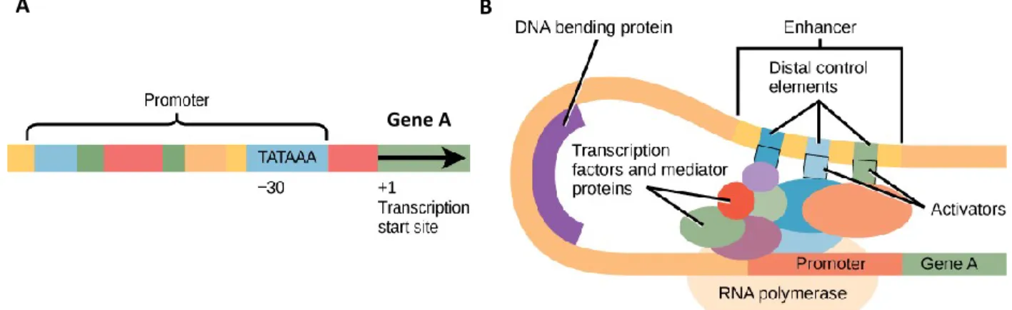 Figure 2. Localisation et structure d’un promoteur (A) et d’un enhancer (B). A : Le  promoteur est situé en amont du TSS du gène « A » pour permettre le recrutement de la  machinerie transcriptionnelle
